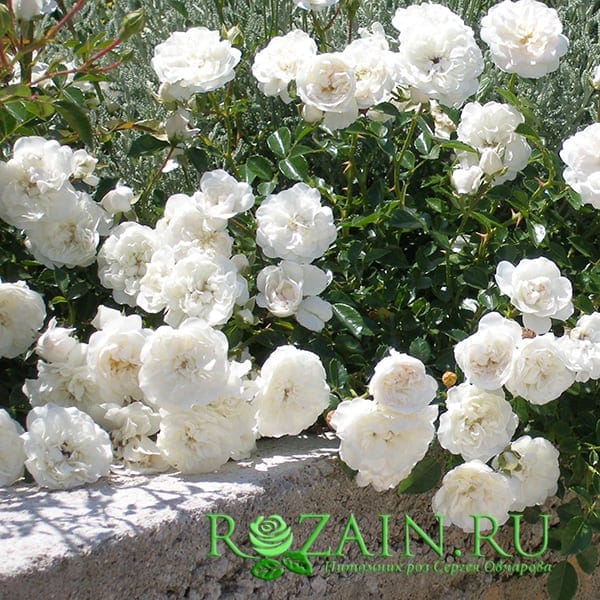 Свани