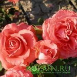 Гримпант Ди Ди Бриджуотер — изображение 4