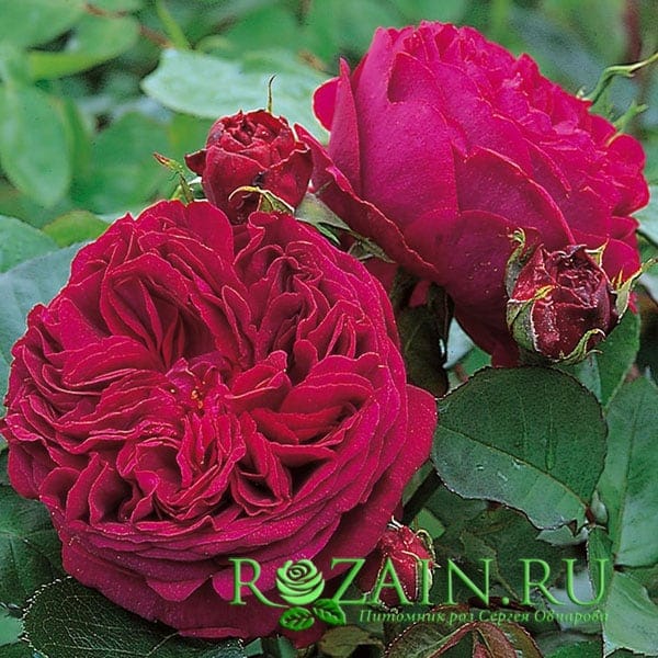 Фальстаф
