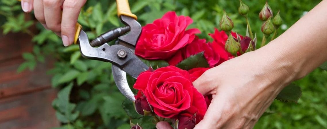 10 советов по уходу за розами