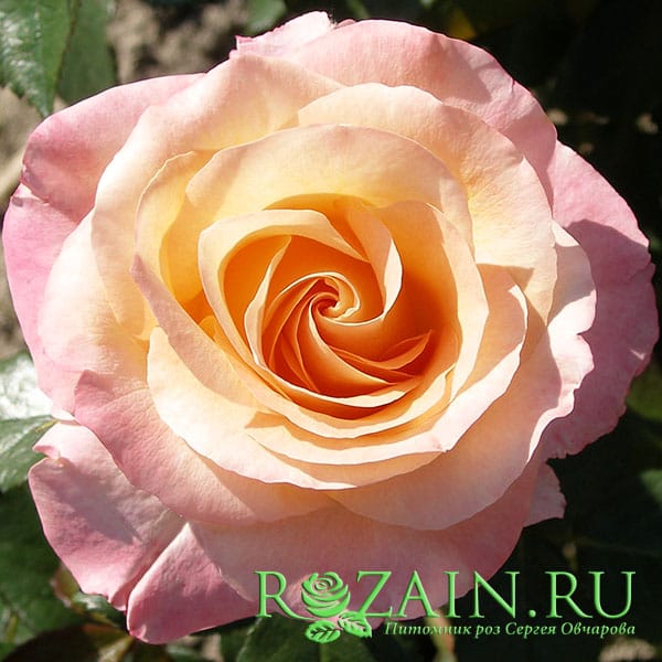Британия