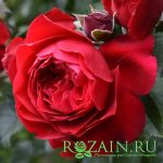 Флорентина — изображение 2