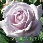 Шарль де Голь — изображение 2
