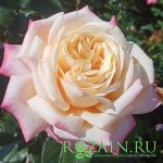 Кордес Джубиле — изображение 2