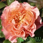 Микото — изображение 2